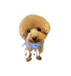 犬のサンちゃん（個別スタンプ：2）