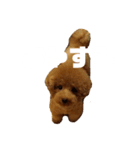 犬のサンちゃん（個別スタンプ：7）