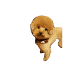 犬のサンちゃん（個別スタンプ：8）