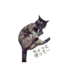 P氏（個別スタンプ：3）