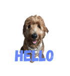 Goldendoodleの使えるスタンプその2（個別スタンプ：1）
