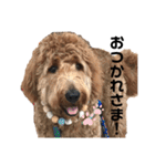 Goldendoodleの使えるスタンプその2（個別スタンプ：2）