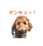 Goldendoodleの使えるスタンプその2（個別スタンプ：3）