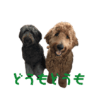 Goldendoodleの使えるスタンプその2（個別スタンプ：5）
