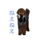 Goldendoodleの使えるスタンプその2（個別スタンプ：6）