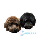 Goldendoodleの使えるスタンプその2（個別スタンプ：7）