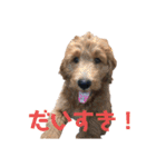 Goldendoodleの使えるスタンプその2（個別スタンプ：8）