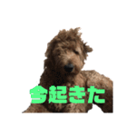 Goldendoodleの使えるスタンプその2（個別スタンプ：9）