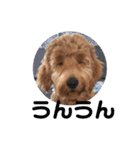Goldendoodleの使えるスタンプその2（個別スタンプ：10）