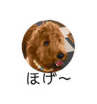 Goldendoodleの使えるスタンプその2（個別スタンプ：11）