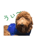 Goldendoodleの使えるスタンプその2（個別スタンプ：12）