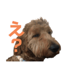 Goldendoodleの使えるスタンプその2（個別スタンプ：13）