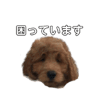 Goldendoodleの使えるスタンプその2（個別スタンプ：14）