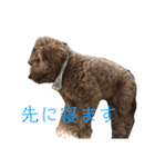 Goldendoodleの使えるスタンプその2（個別スタンプ：15）