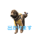 Goldendoodleの使えるスタンプその2（個別スタンプ：16）