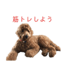 Goldendoodleの使えるスタンプその2（個別スタンプ：18）