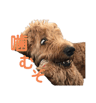 Goldendoodleの使えるスタンプその2（個別スタンプ：19）