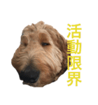 Goldendoodleの使えるスタンプその2（個別スタンプ：20）