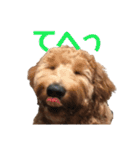 Goldendoodleの使えるスタンプその2（個別スタンプ：22）