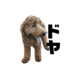 Goldendoodleの使えるスタンプその2（個別スタンプ：24）