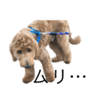 Goldendoodleの使えるスタンプその2（個別スタンプ：25）