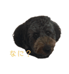Goldendoodleの使えるスタンプその2（個別スタンプ：26）