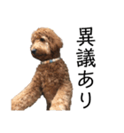 Goldendoodleの使えるスタンプその2（個別スタンプ：30）