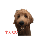 Goldendoodleの使えるスタンプその2（個別スタンプ：31）