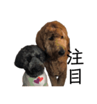 Goldendoodleの使えるスタンプその2（個別スタンプ：33）