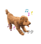 Goldendoodleの使えるスタンプその2（個別スタンプ：34）