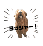 Goldendoodleの使えるスタンプその2（個別スタンプ：35）