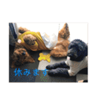 Goldendoodleの使えるスタンプその2（個別スタンプ：38）