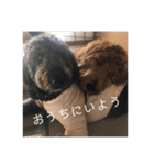 Goldendoodleの使えるスタンプその2（個別スタンプ：40）