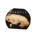 ただたか その2（個別スタンプ：4）
