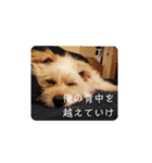 ただたか その2（個別スタンプ：6）