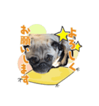 愛犬パグのおこげスタンプ（個別スタンプ：1）