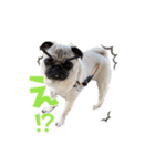 愛犬パグのおこげスタンプ（個別スタンプ：2）