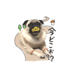 愛犬パグのおこげスタンプ（個別スタンプ：5）