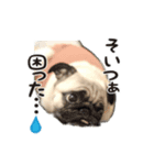 愛犬パグのおこげスタンプ（個別スタンプ：6）