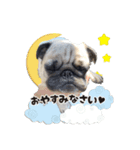 愛犬パグのおこげスタンプ（個別スタンプ：7）