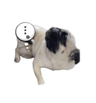 愛犬パグのおこげスタンプ（個別スタンプ：8）
