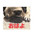 パグのいもこ1（個別スタンプ：1）