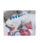 パグのいもこ1（個別スタンプ：2）