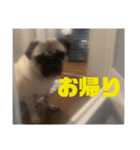 パグのいもこ1（個別スタンプ：3）