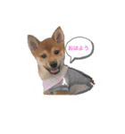 柴犬あこちゃんスタンプ（個別スタンプ：1）
