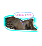 柴犬あこちゃんスタンプ（個別スタンプ：2）