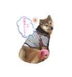 柴犬あこちゃんスタンプ（個別スタンプ：3）