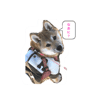 柴犬あこちゃんスタンプ（個別スタンプ：4）