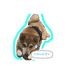 柴犬あこちゃんスタンプ（個別スタンプ：5）