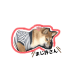 柴犬あこちゃんスタンプ（個別スタンプ：6）